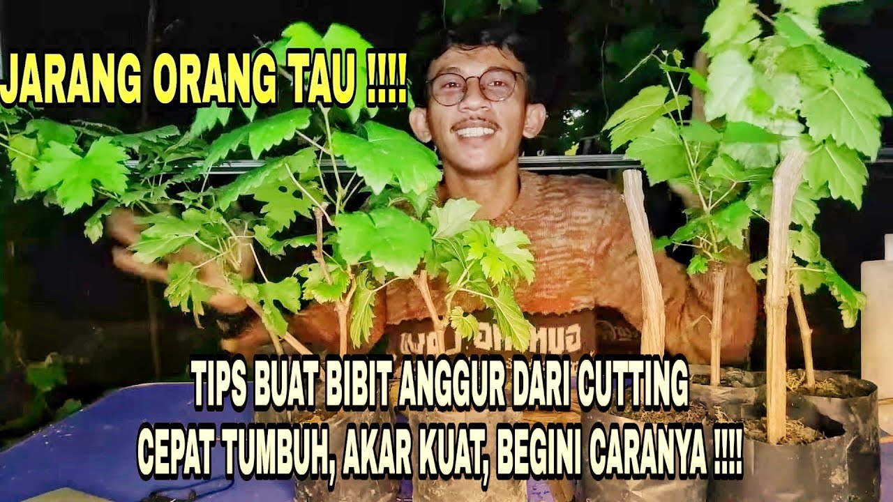 TIPS PEMBIBITAN ANGGUR DARI CUTTING #ownroot