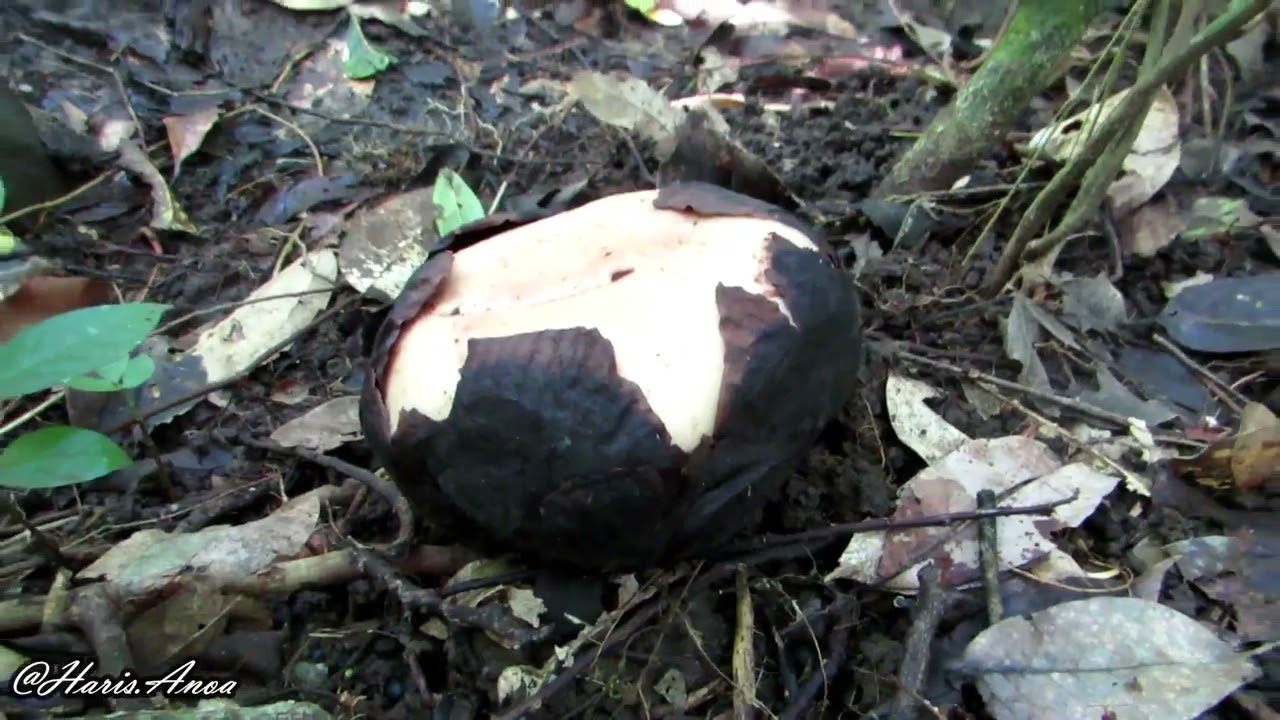 Rafflesia patma-West Java