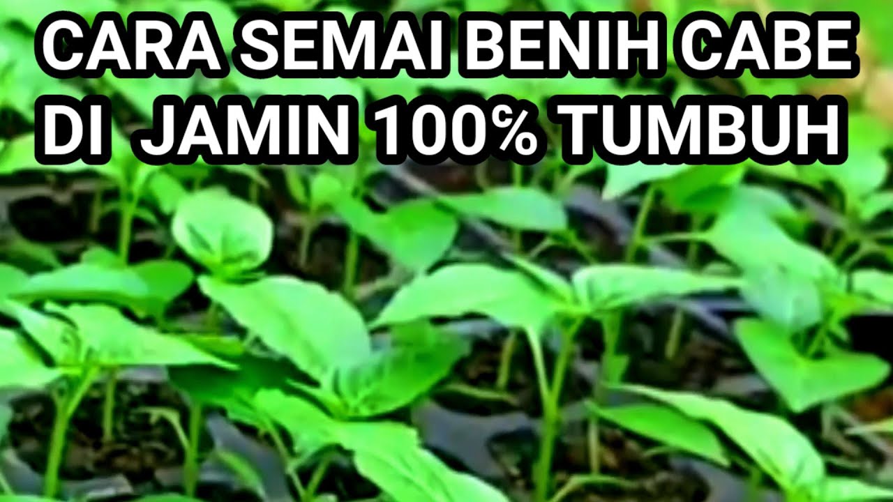 CARA MUDAH SEMAI BENIH CABE 100% TUMBUH SEMUA
