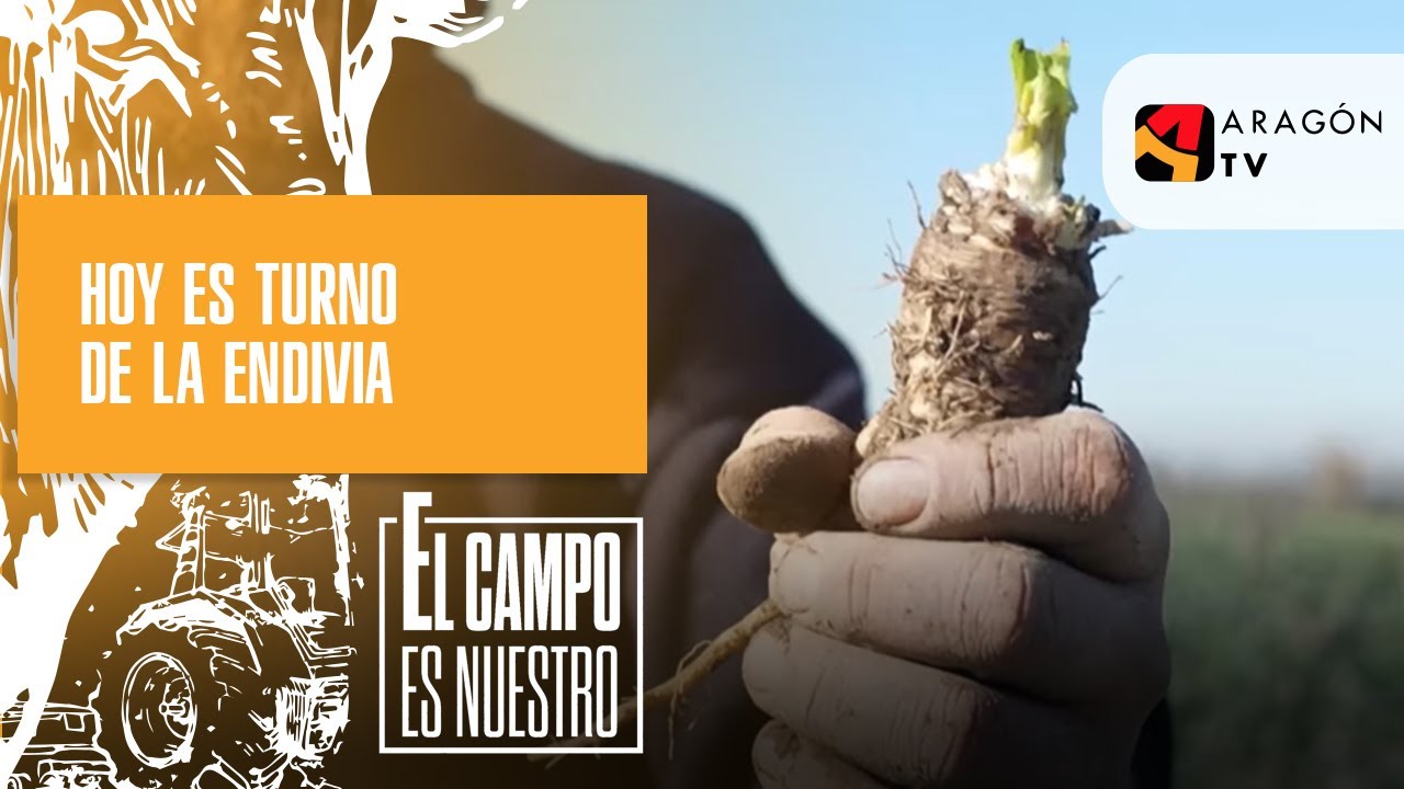 Hoy es turno de la endivia