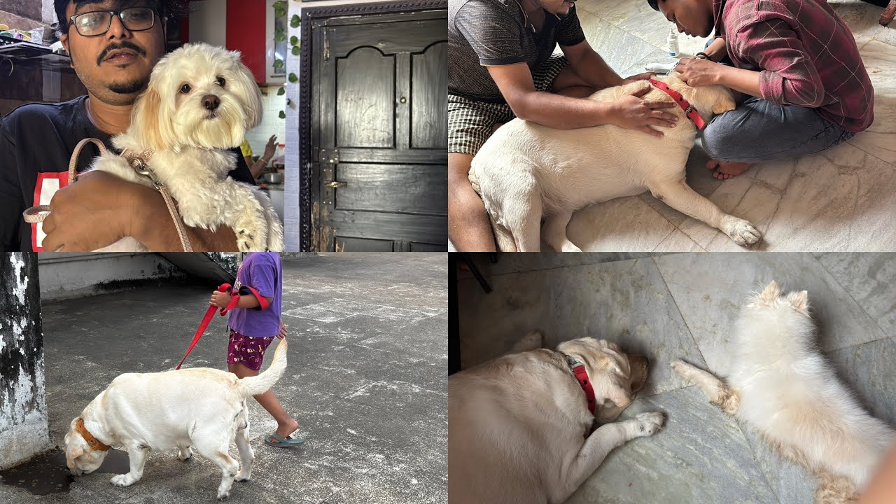 আজ থেকে শুরু হলো Alexa র grooming, deworming, doctor check up, my daily vlog