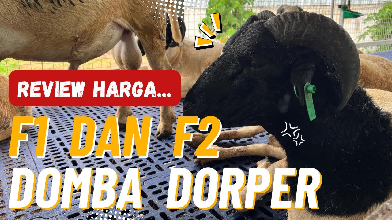 Review Harga: F1 dan F2 Dorper di Gumolong Farm