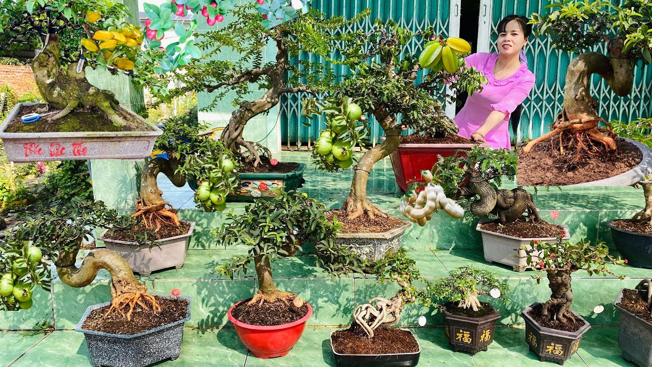 Trung Hiếu 11/1 dọn vườn ăn Tết - Lô Cây Cảnh, Hoa Kiểng, Bonsai Ăn Trái đa dạng chủng loại