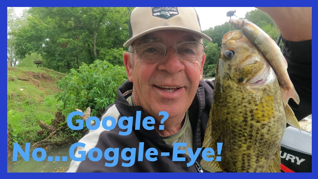 What is a Goggle-eye? Are They Edible? #fishing #goggle-eye #rockbass