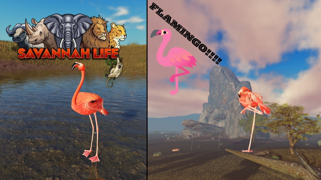 New Flamingo in Savannah Life