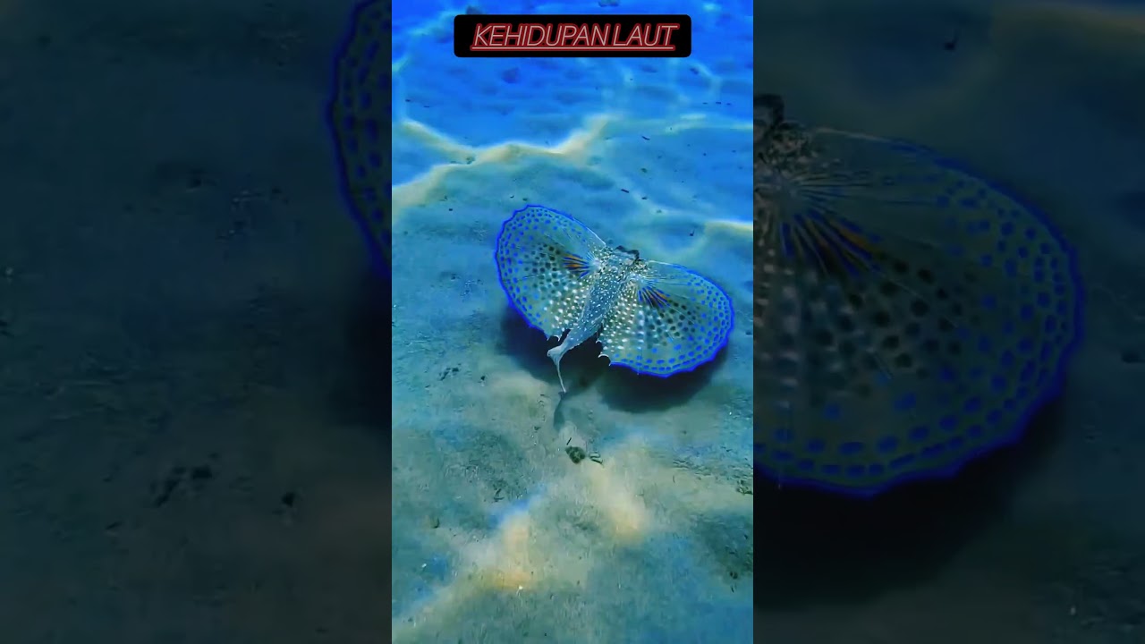 kehidupan laut yang indah