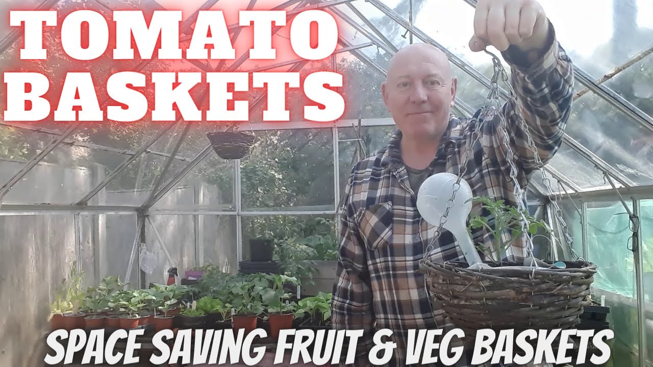 Grow Tomatoes In Baskets [Gardening Allotment UK] [Grow Vegetables At Home ]