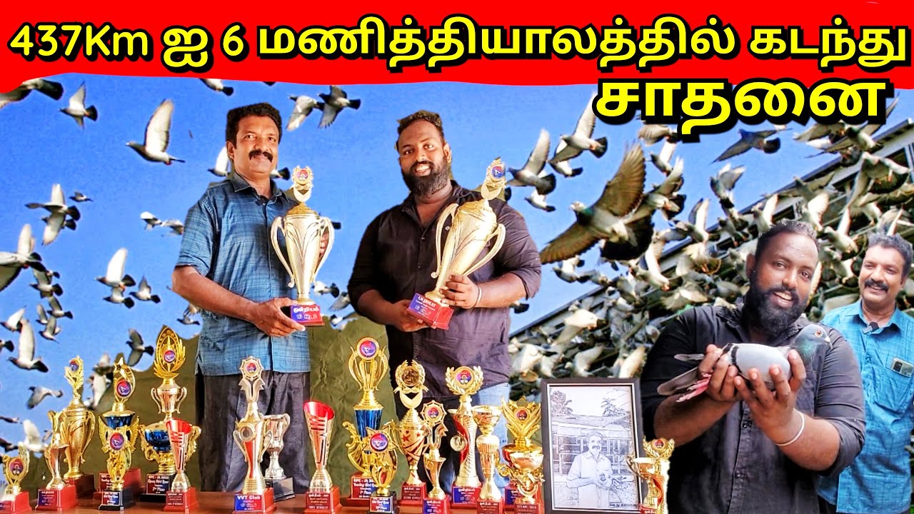 இலங்கையில் சாதனை படைத்த யாழ்ப்பாண அண்ணா😱 | புறா பந்தயம் | Jaffna Pigeon Race | Alasteen Rock