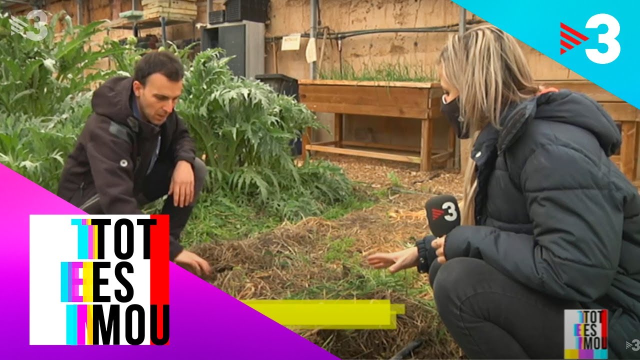 Com preparar la terra i què plantar aquesta primavera - Tot es mou