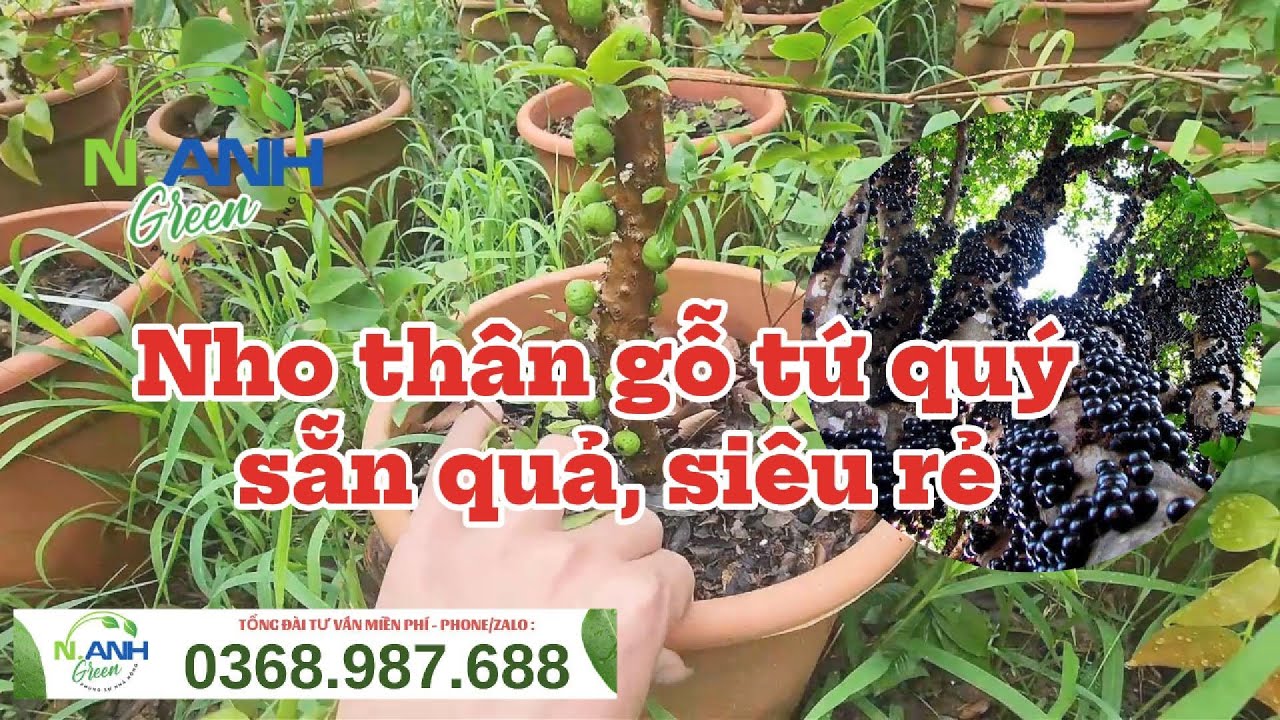 M&atilde;n nh&atilde;n l&ocirc; Nho Th&acirc;n Gỗ Tứ Qu&yacute; trĩu quả từ gốc đến ngọn | B&aacute;o gi&aacute; c&acirc;y giống tại vườn [ 0368987688 ]