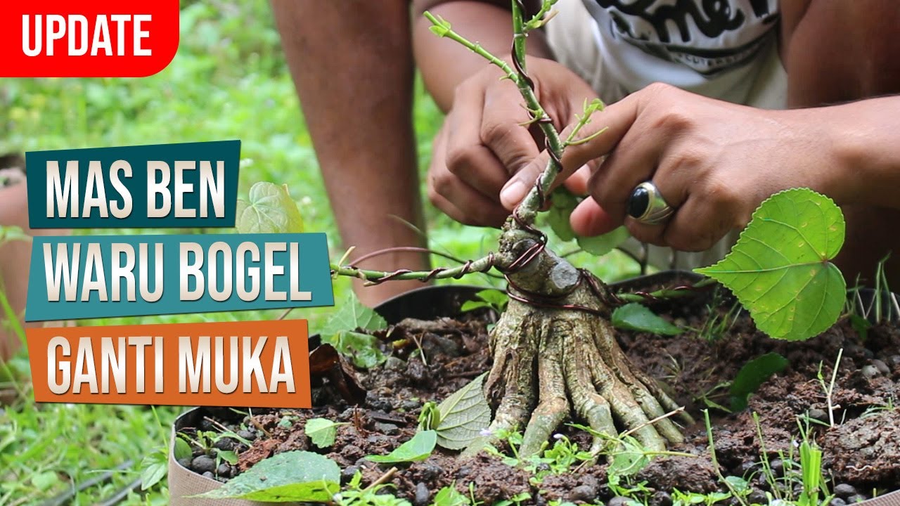 Update! Bahan Bonsai Waru India Bogel Ganti Muka Bersama Mas Ben