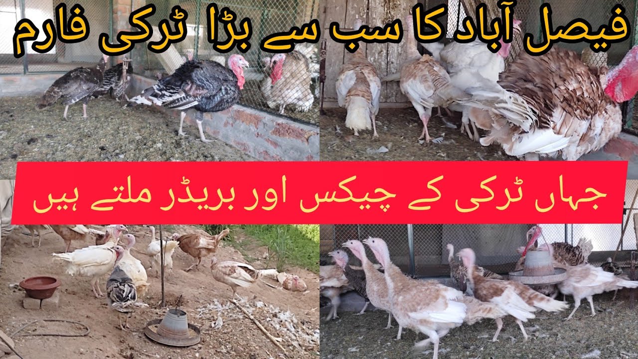 Visit Turkey Biggest Farm Free Range Turkey Bird Farm in Punjab Faisalabad 0300 7650382