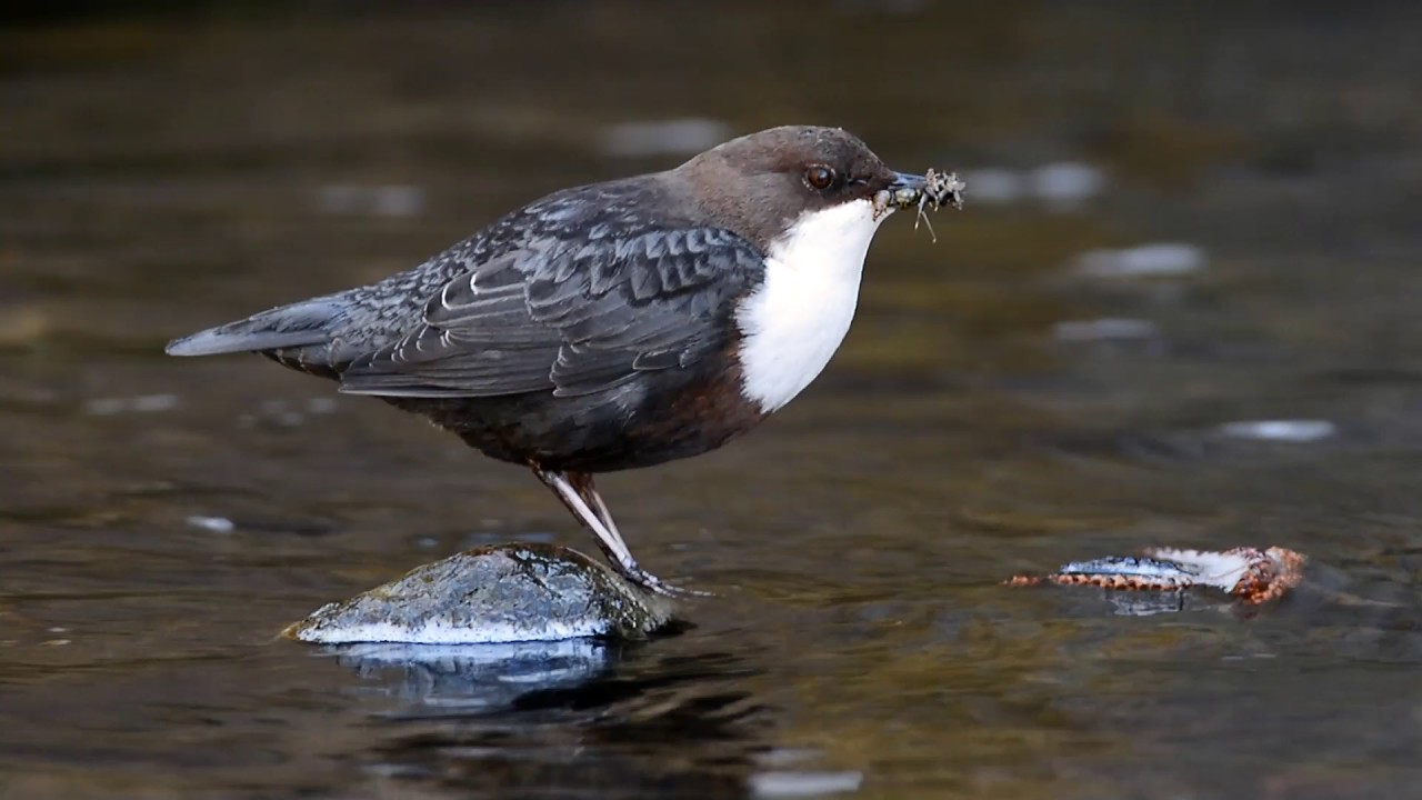 Wasseramsel - Nahrungssuche und füttern eines Jungtiers