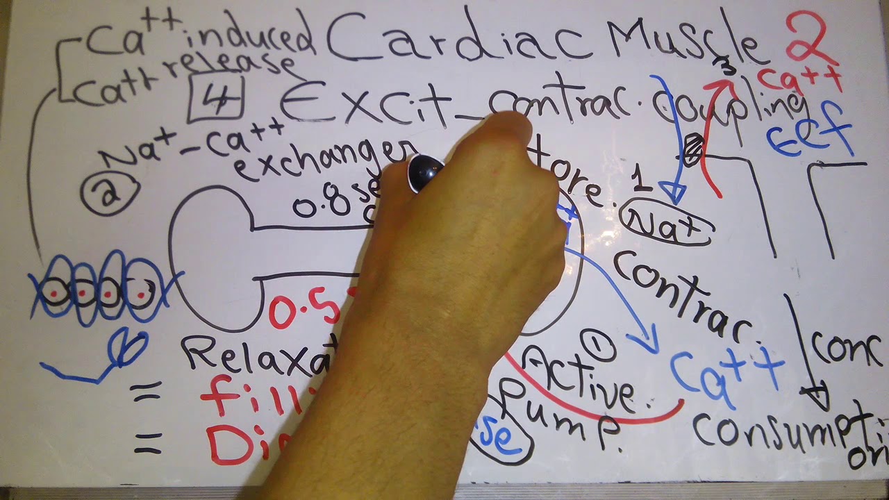 CVS new system (Cardiac muscle introduction part 2) dr mohamed fayez