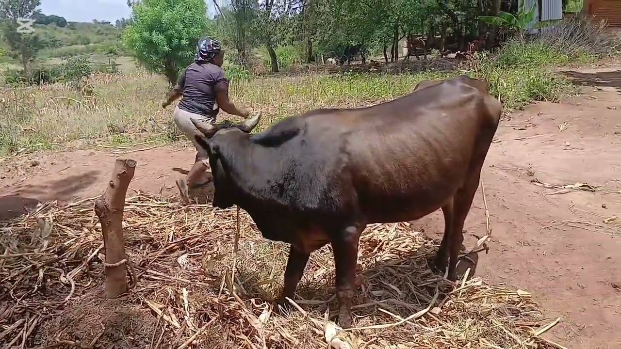 simple,easy living in Kenyan village