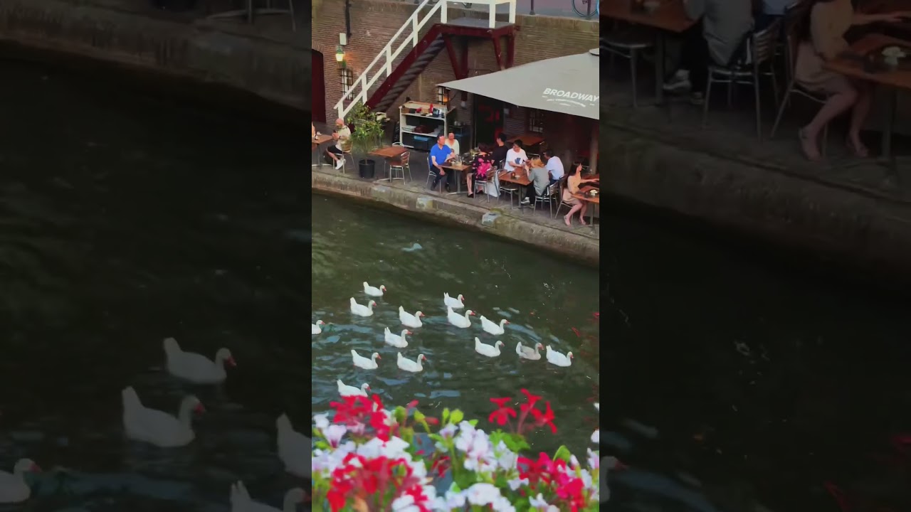 The geese parade, Utrecht. 🇳🇱 #utrecht #utrechtcity #oudegracht #canal #citylife #citywalk #city