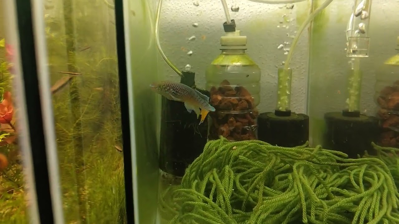 blue gularis Niger Delta coloring up in his breathing tank
