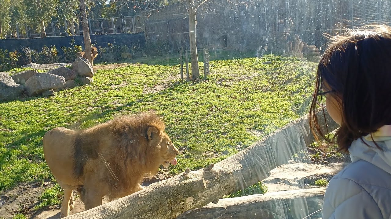 Aslan ile aramızda Cam var sadecee 😀😀😀 #aslan #sasalıdoğalyaşam #izmir #egeninincisi 
