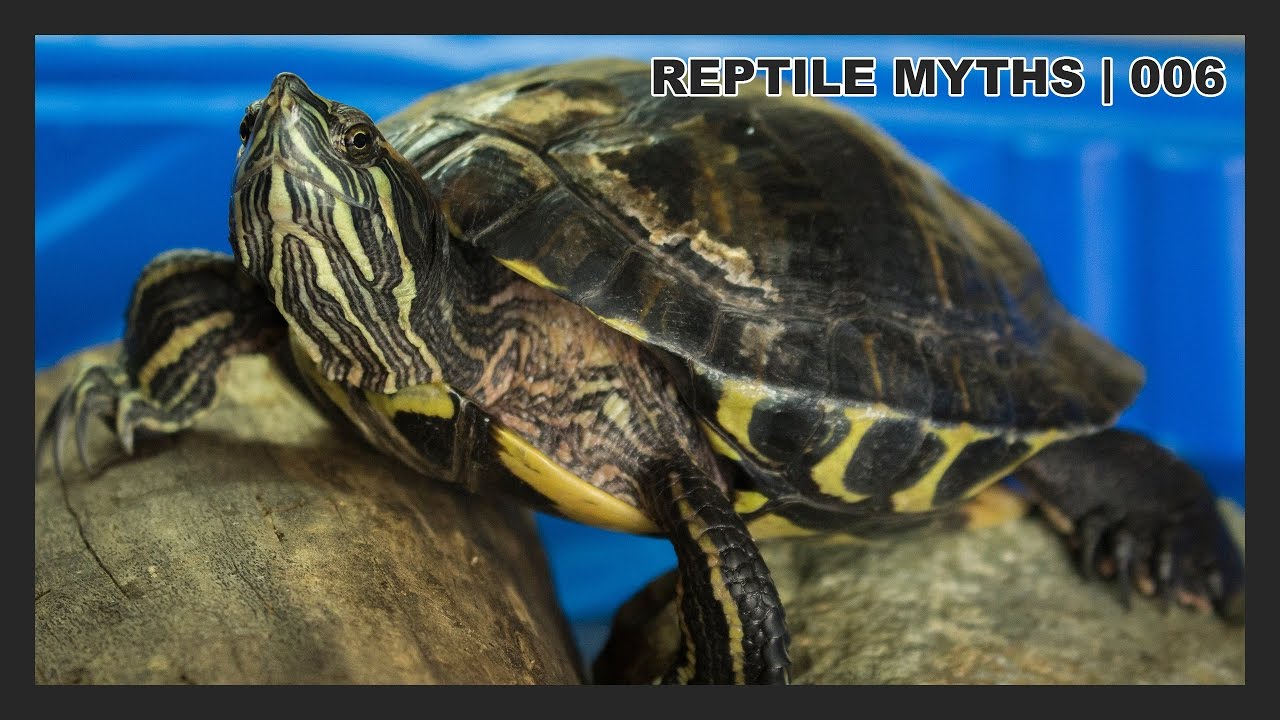 Can Reptiles Give You Salmonella?