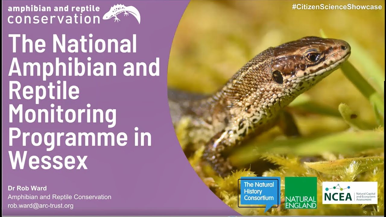The National Amphibian and Reptile Monitoring Programme in Wessex