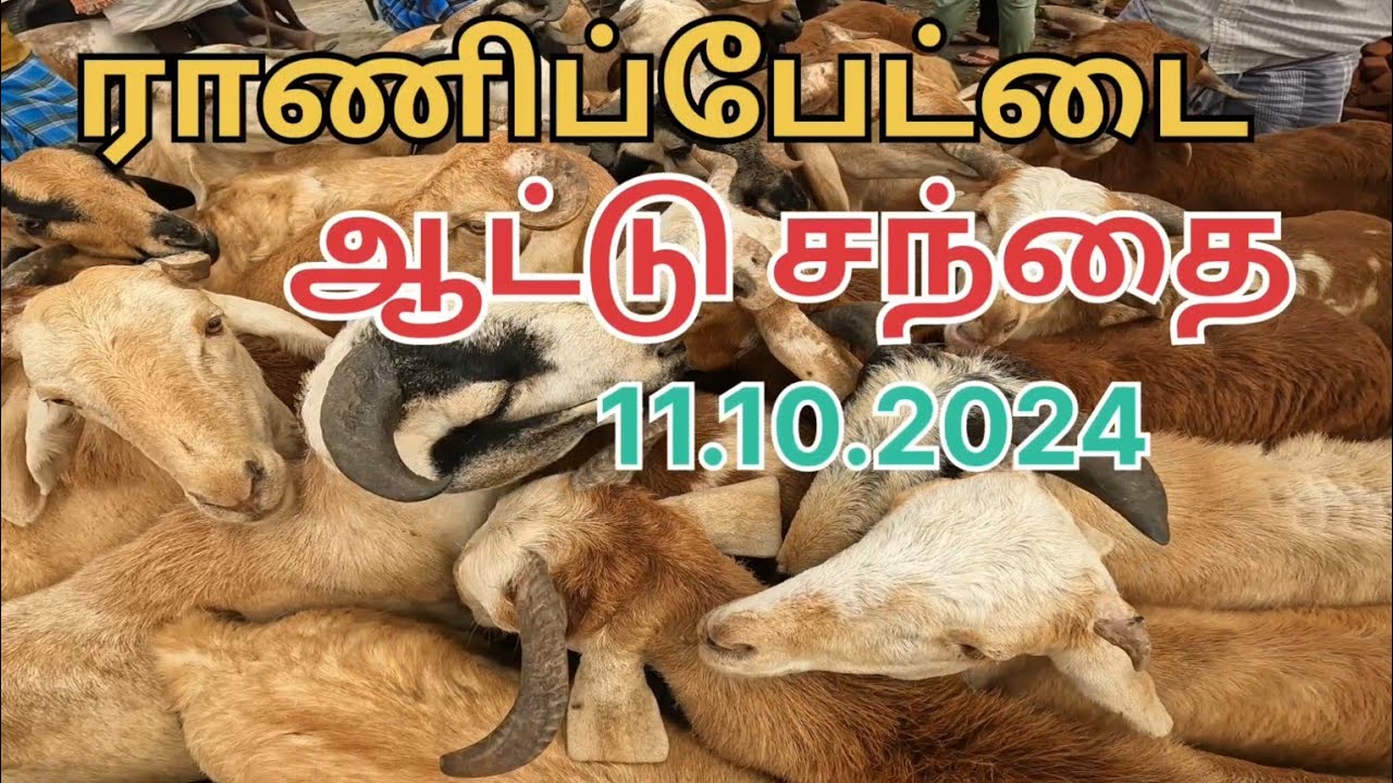 ராணிப்பேட்டை ஆட்டு சந்தை 11.10.2024 விலை நிலவரம் Ranipet santhai