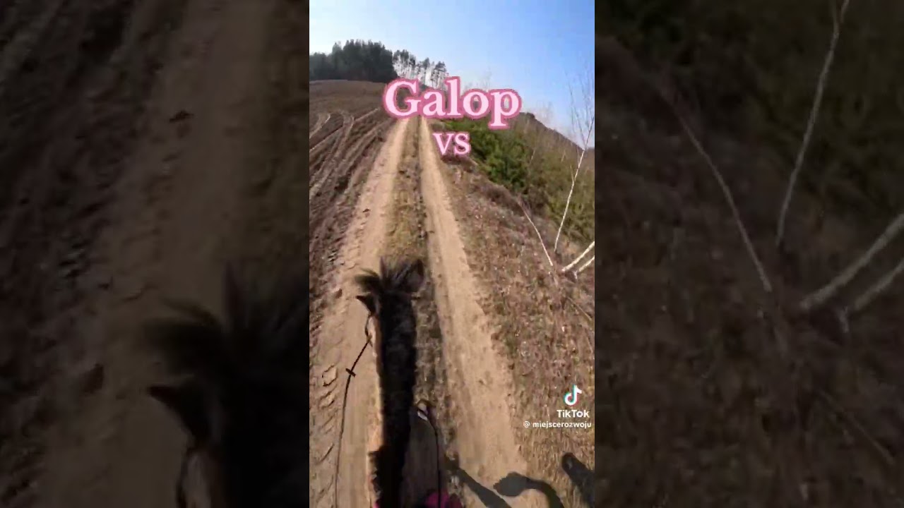 galop vs  cwał