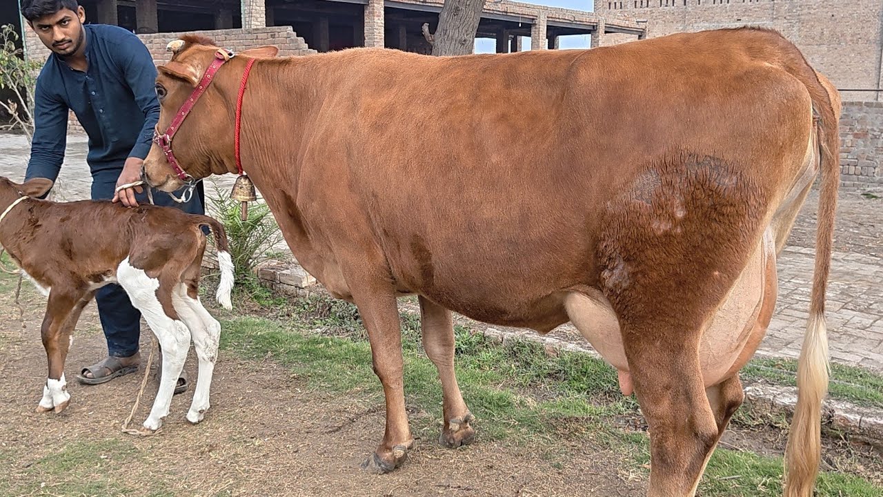 Friesian chulstani cross cow for sale in Pakistan | 02/02/2026