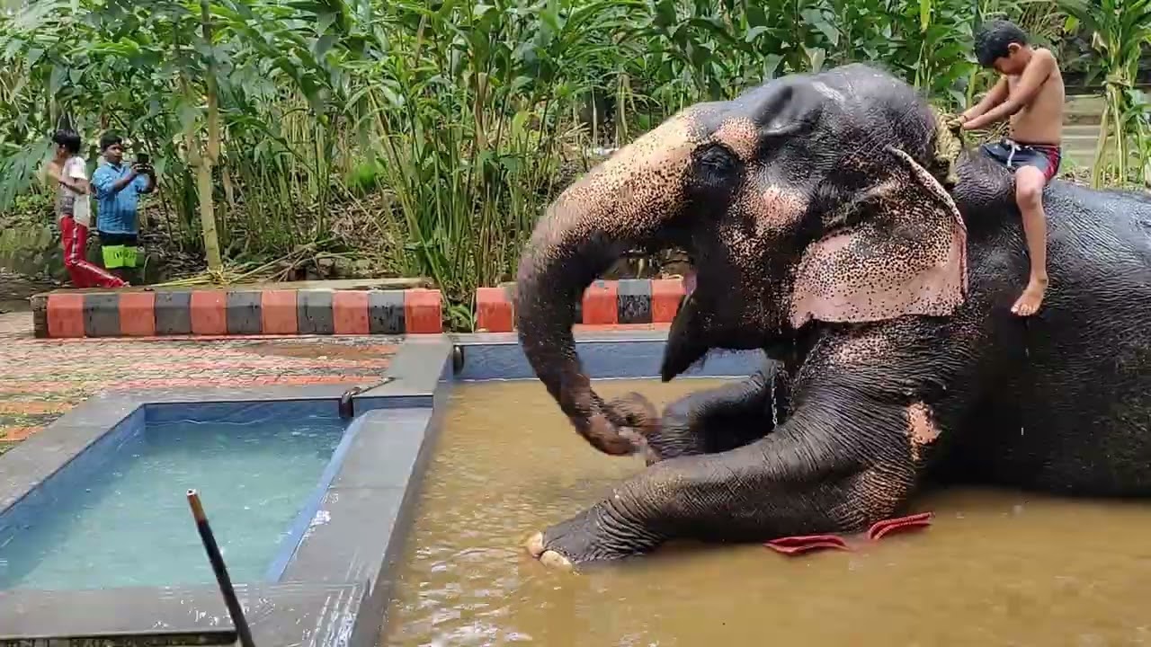 Elephant Junction Thekkady | Kumuli Elephant Junction |Elephant bath and Ride