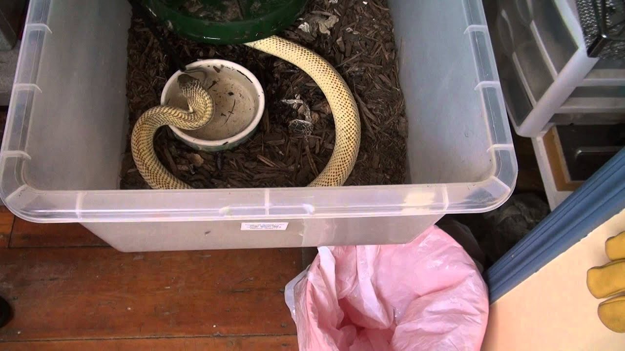 Lets Play Popcorn Cobras!
