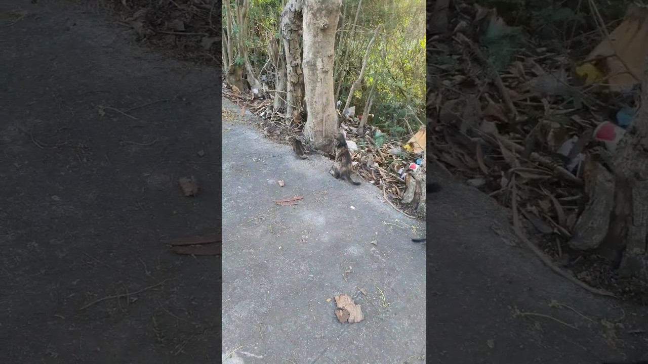 I saw this cat bullying another kitten #shorts #cat