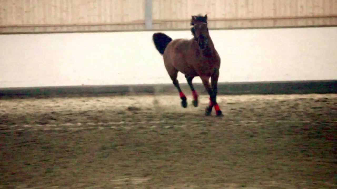 *Hest.no reklamefilm konkurranse*