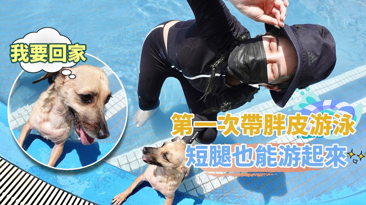 Vlog  為了討胖皮開心帶她去游泳，結果她只想回家