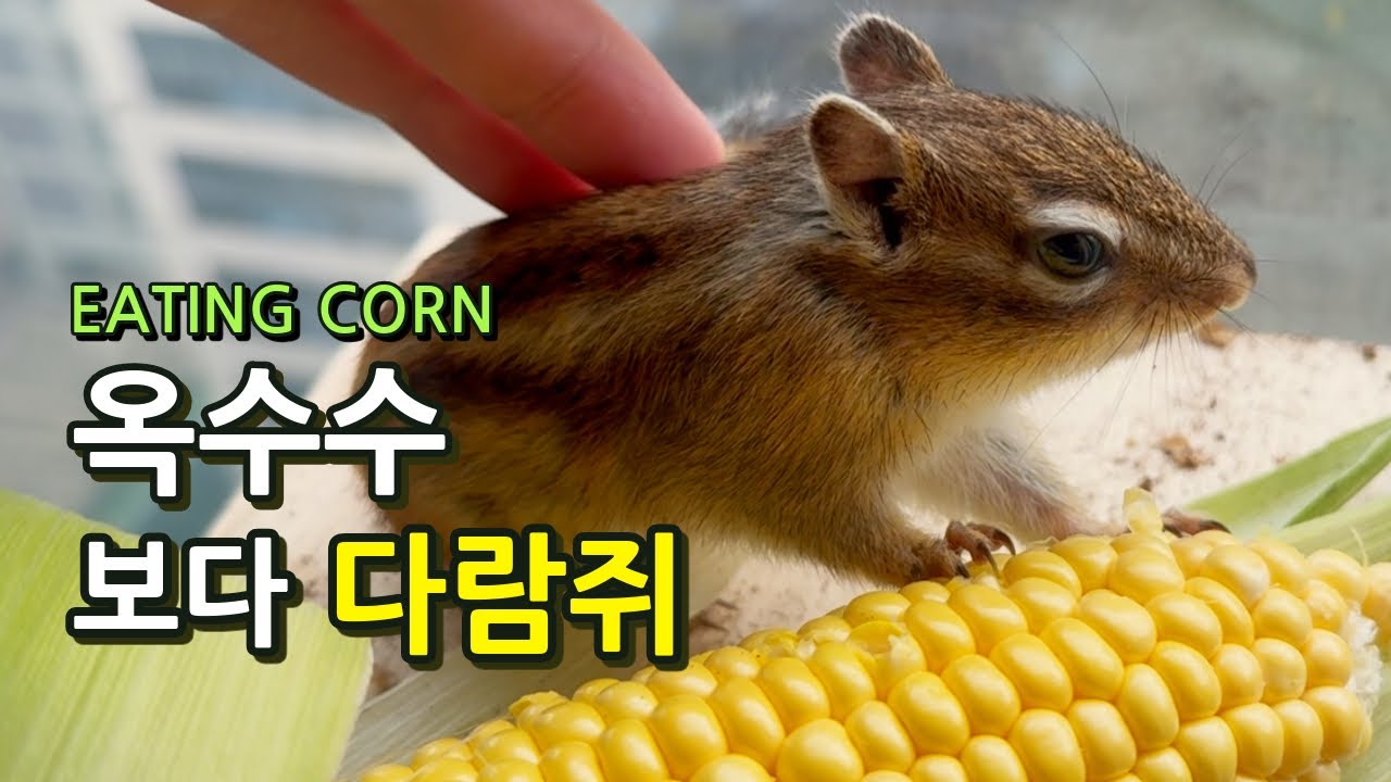 초당옥수수가 썩 마음에 들었던 다람쥐