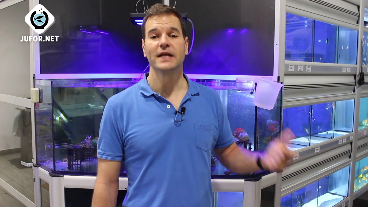 ¿Cómo eliminar el ALGA DIATOMEA de tu ACUARIO MARINO?💥