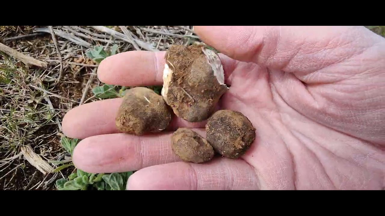 Hábitat, recolección e identificación de las picoas: trufas del desierto