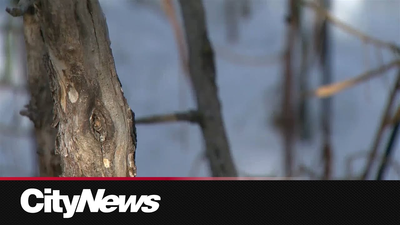 Edmonton city council to debate protecting mature trees on private property with infill builds