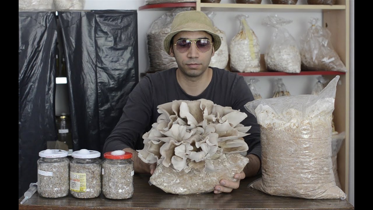 Cultivarea ciupercilor - saculetii cu miceliu pentru fructificarea ciupercilor  - Shroomareala ep 3