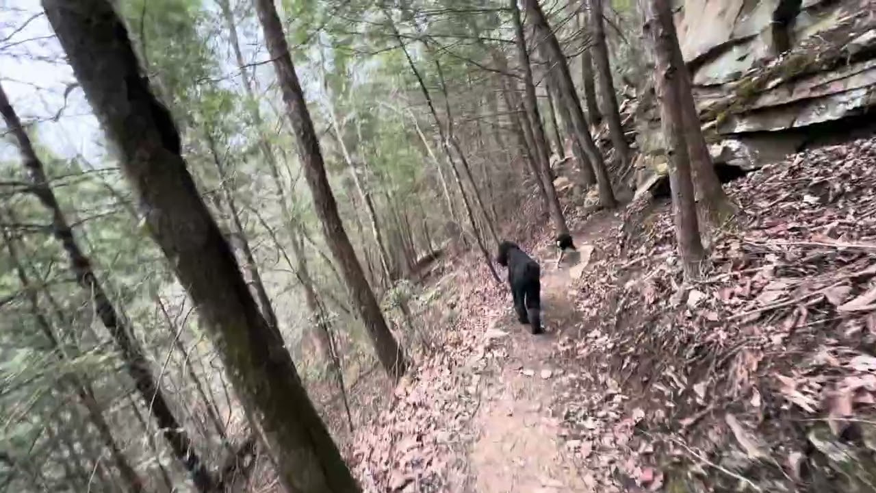 Two Happy Dogs One Beautiful Trail. 