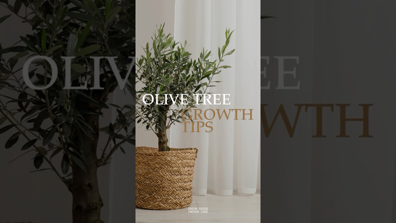Советы и рекомендации по уходу за оливковыми деревьями от Focus New York #olivetree #indooroasis ...