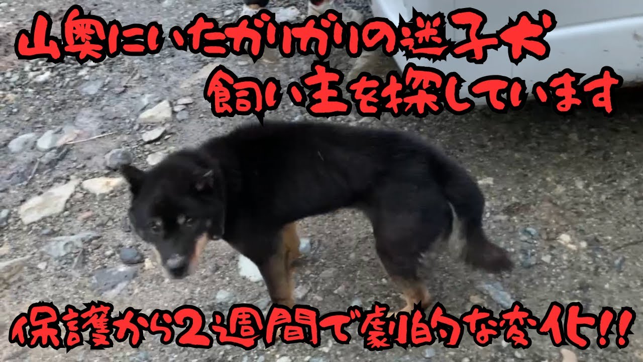 🚨迷子犬保護しています🚨飼い主さんに届け❗️保護当日から現在までの驚きの変化