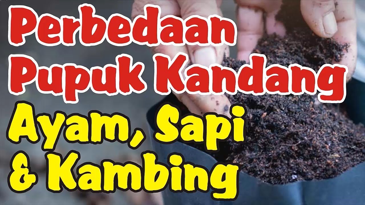 Perbedaan Pupuk Kandang Ayam, Sapi, dan Kambing