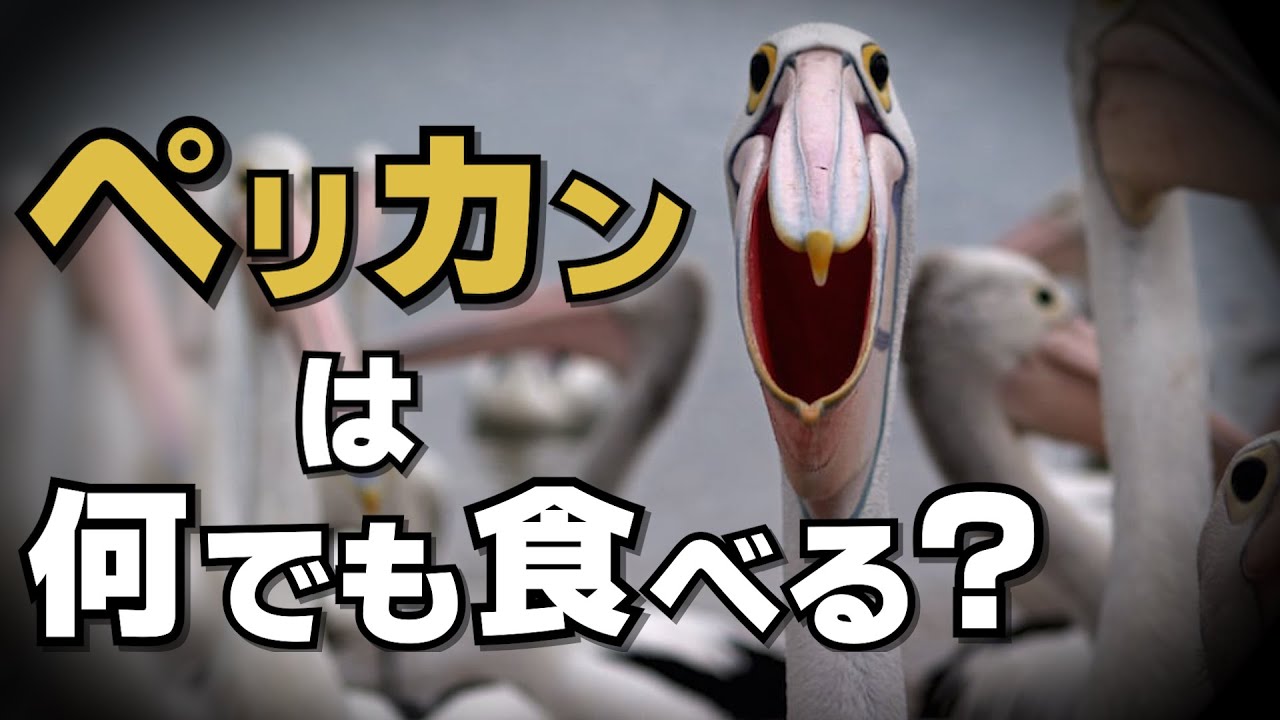ペリカンは何でも食べるの？