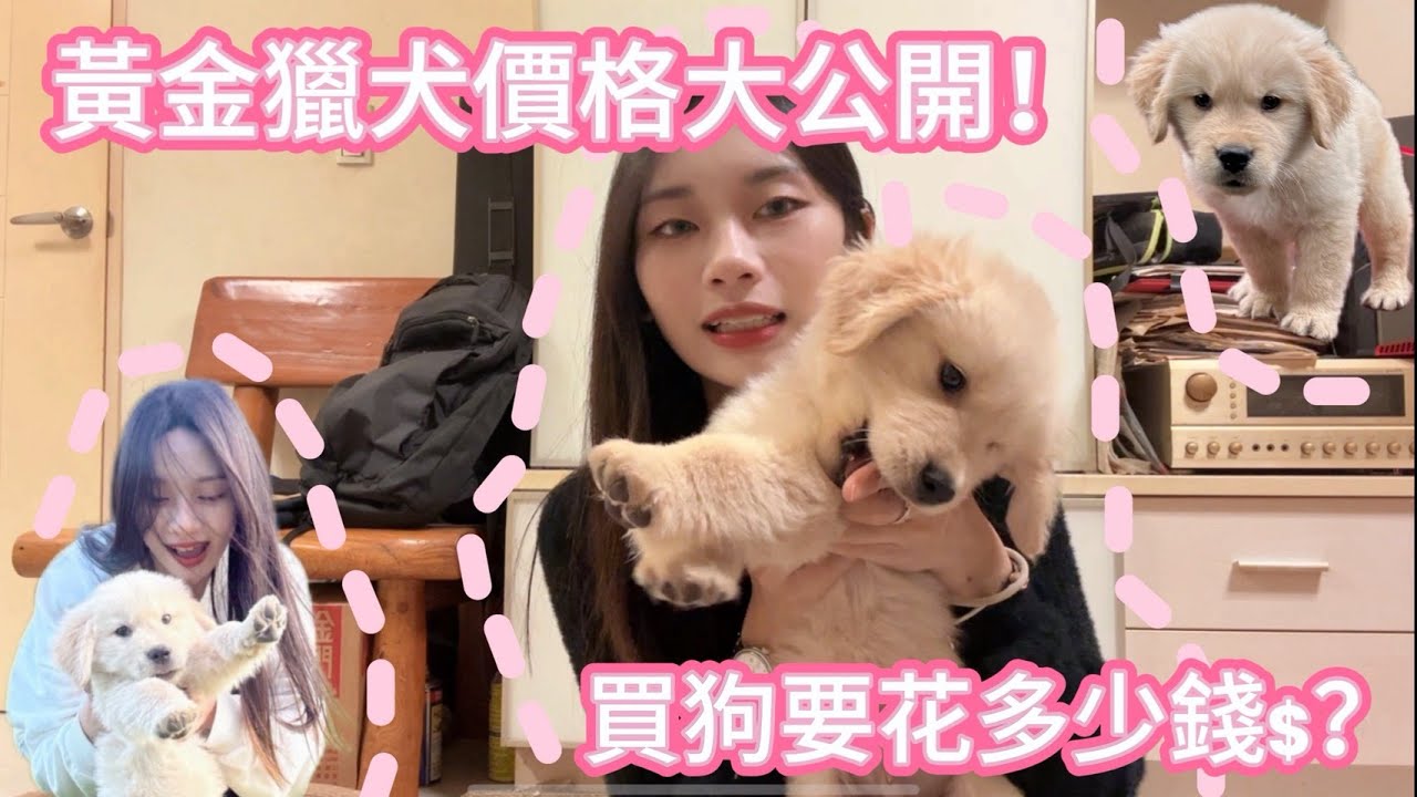 🐶黃金獵犬價格大公開‼️｜買狗到底要花多少錢⁉️寵物店買狗狗分享～【Jane】