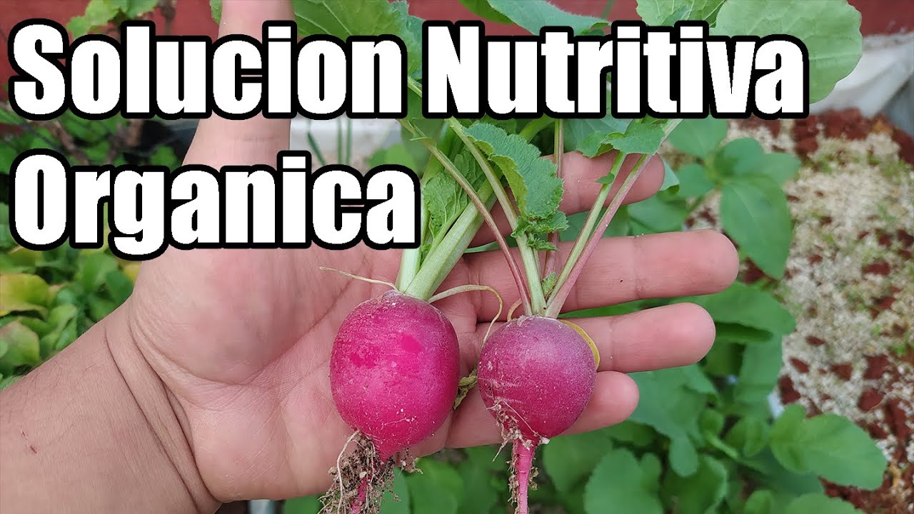 Como preparar solución nutritiva ORGANICA || Solución nutritiva casera || Hidroponia || Bananafabric