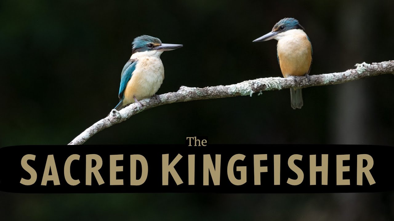 SACRED KINGFISHER's behaviour in Australia