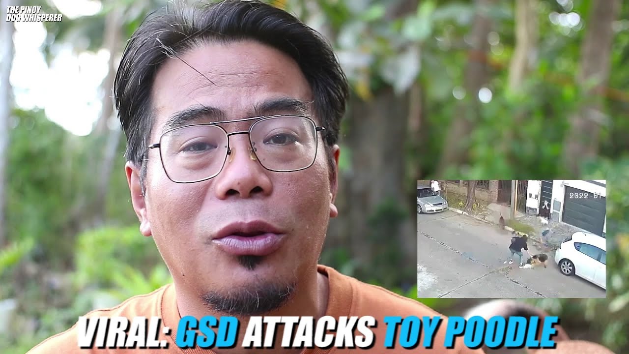 Pinoy Dog Whisperer Reacts: German Shepherd attacks Toy Poodle