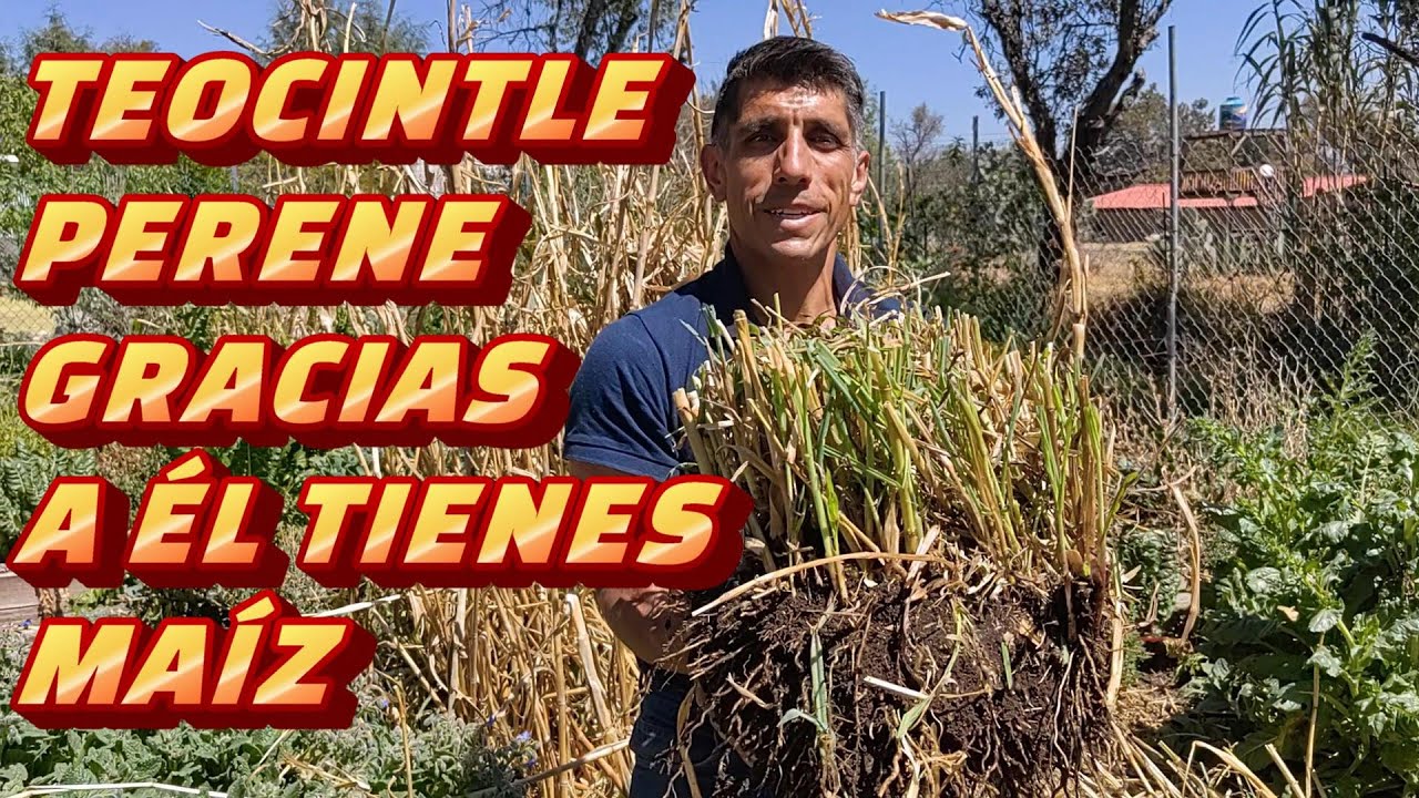 TEOCINTLE PERE Y ANUAL, cultivo y conservación. HOMENAJE A GUZMÁN