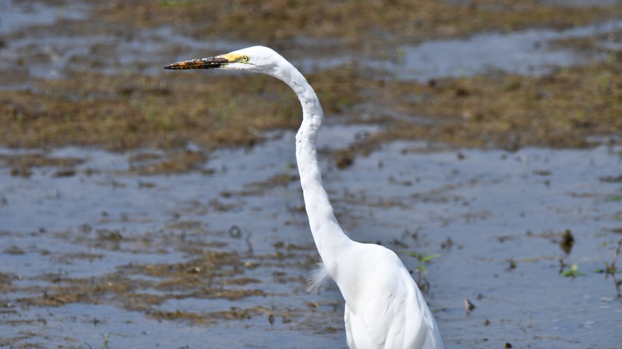 Get to Know the Great Egret