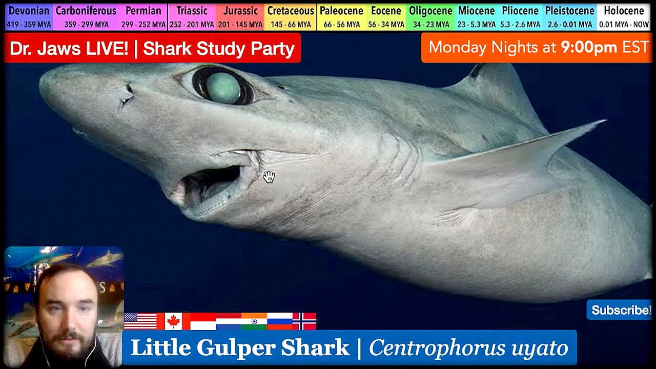 Dr. Jaws LIVE! #147 Little Gulper Shark Study Party