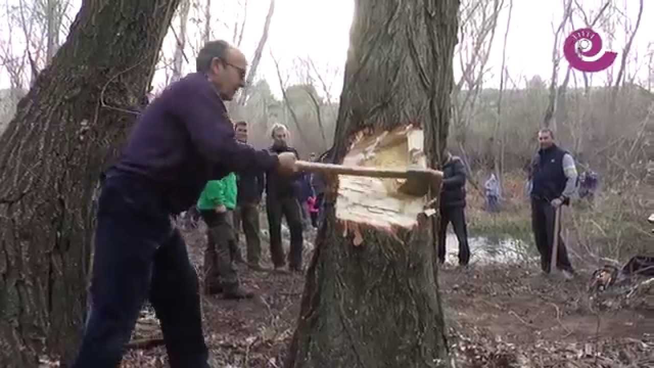 La Comarca.tv - Corte y plantada álamo Castelserás